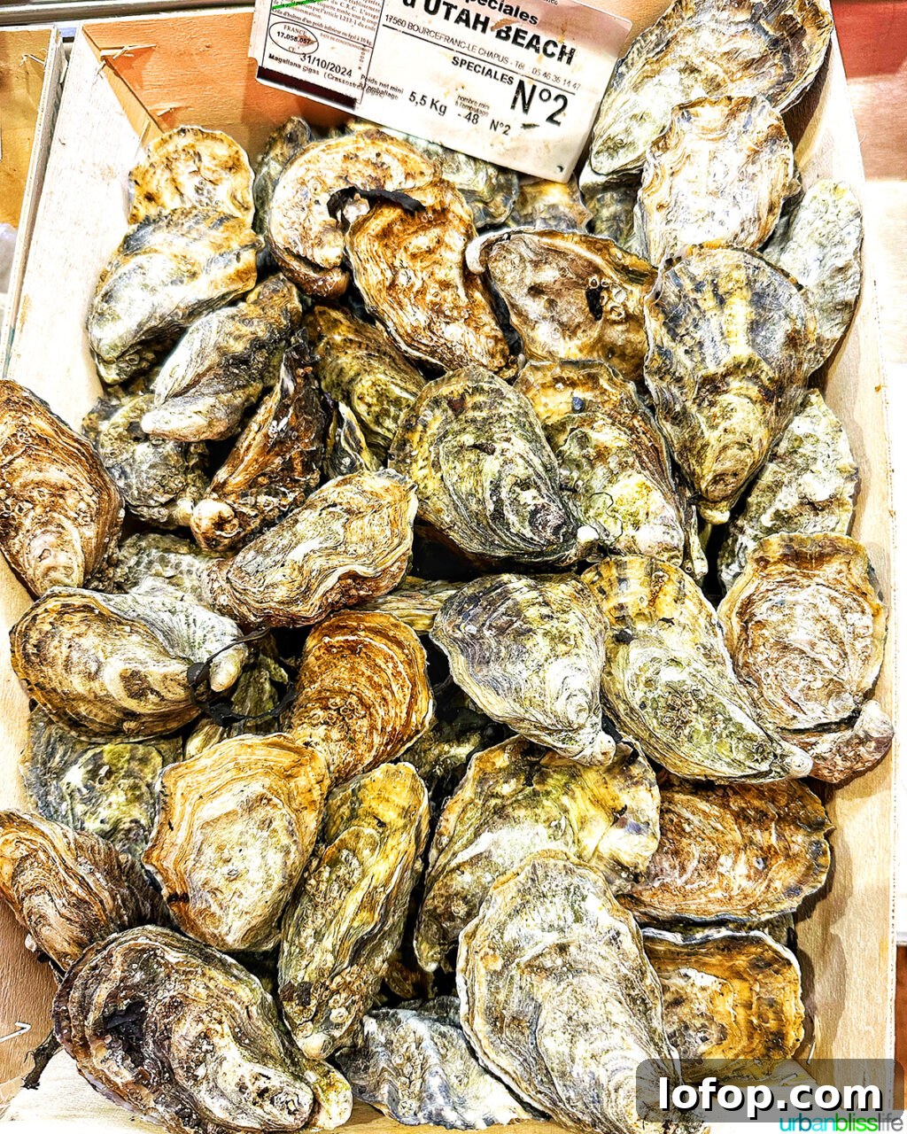 oysters at Les Halles food market in Lyon