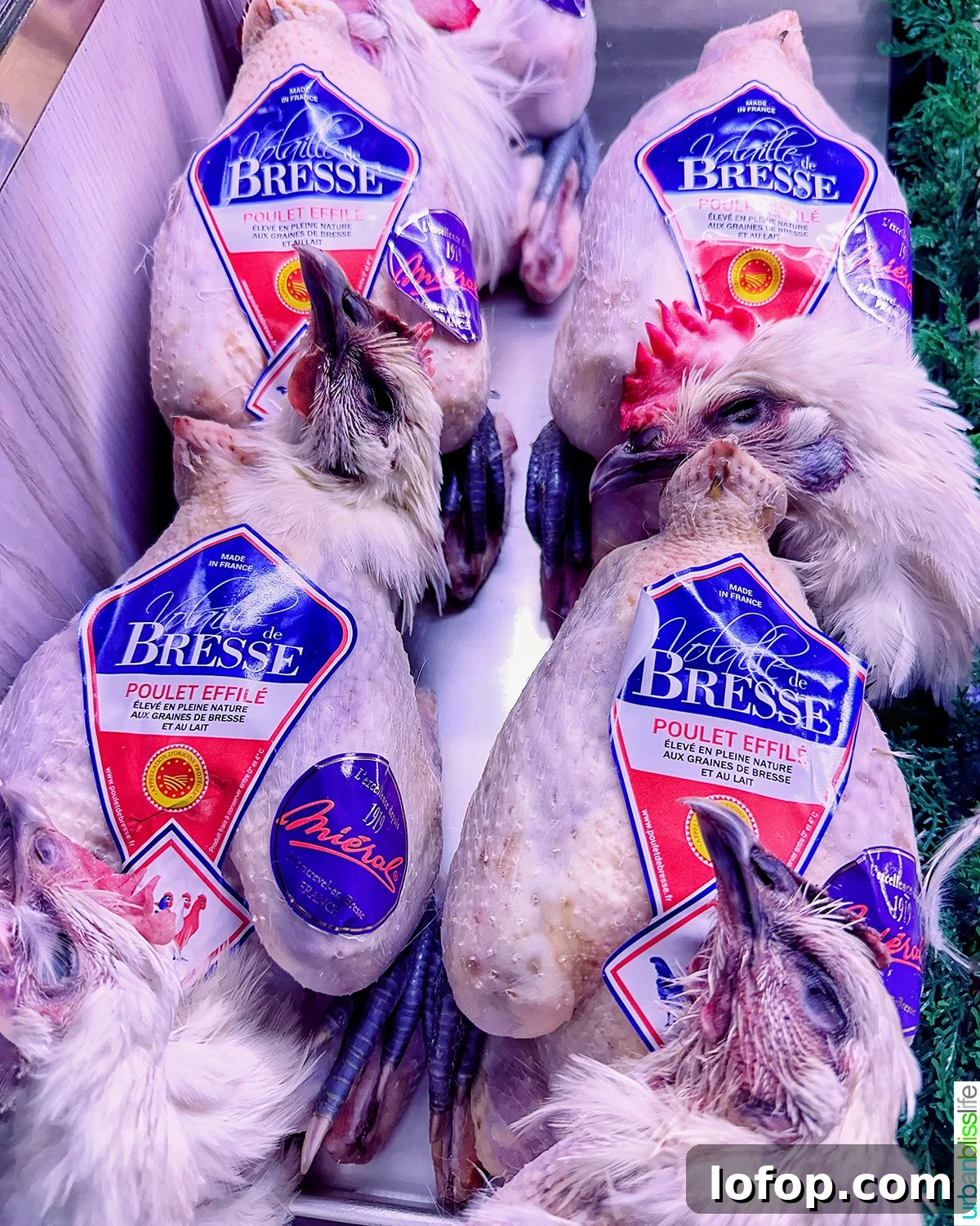 brest chickens at Les Halles in Lyon