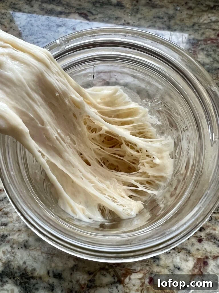 Stiff sourdough levain being stretched out of a glass mixing bowl.