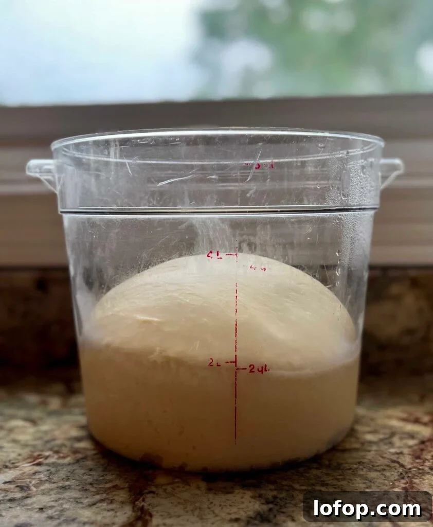 Sourdough kolache dough rising in a clear proofing container.