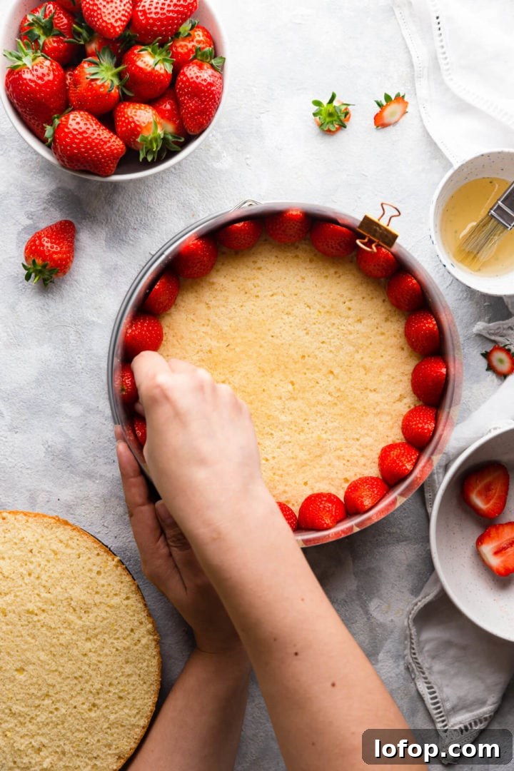 Classic French Fraisier Strawberry Cake Recipe 13 overhead shot of a person fitting fresh strawberries inside of the baking tin