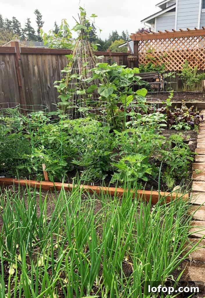 Backyard garden on my half acre property in the suburbs. Tomato, onions, green beans and beets.