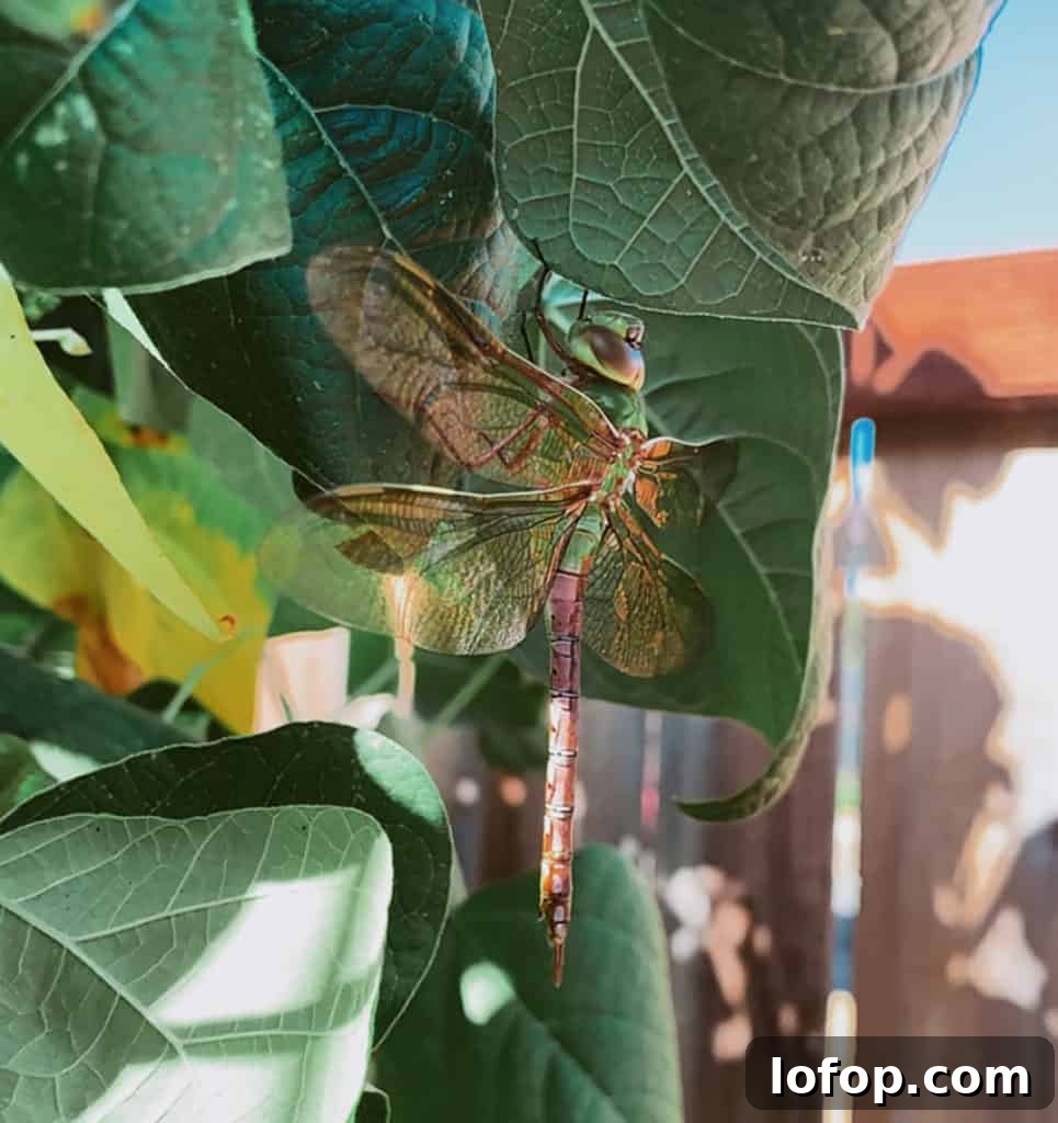 dragonfly on green bean plants