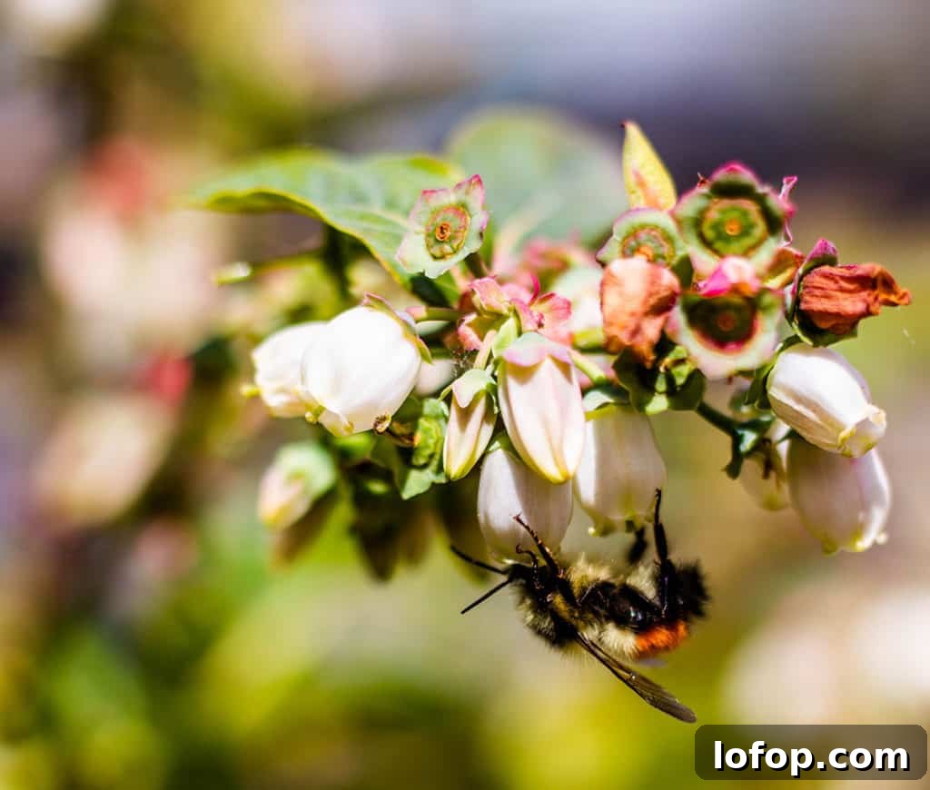 Honeybee pollinating blueberry plants