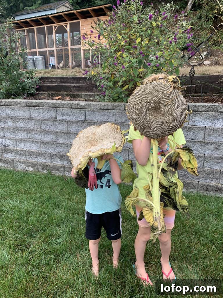 Kids holing gigantic sunflower heads from our backyard garden.