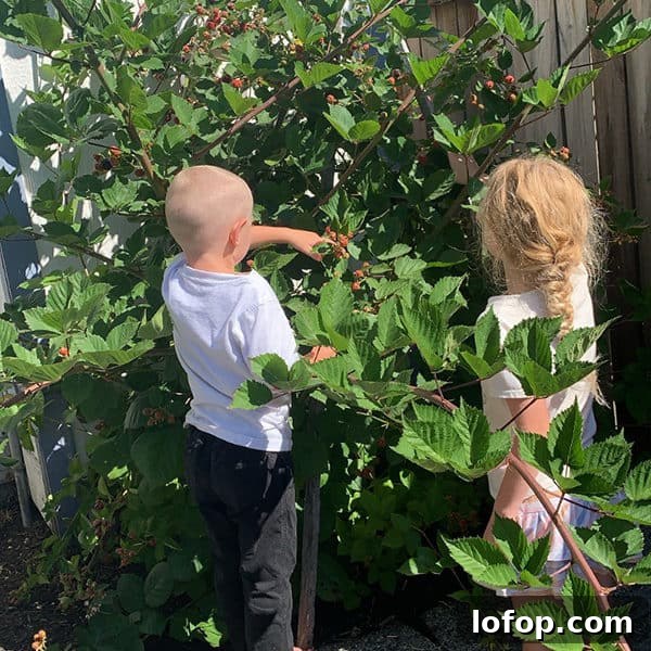 Kids picking and Eating Blackberries
