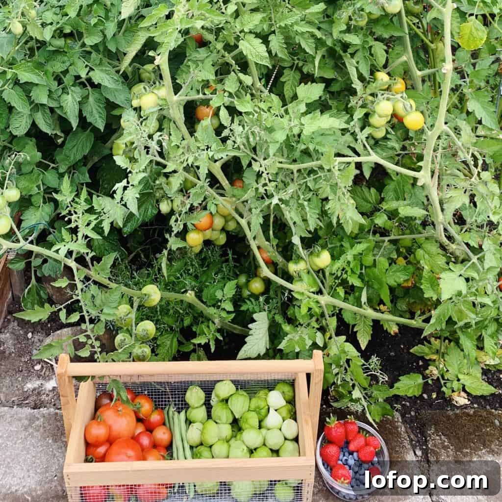 Homegrown tomato plants in my backyard garden. Basket full of tomatoes, tomatillos and berries. 