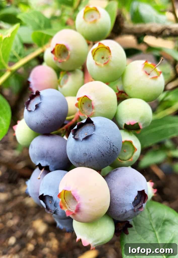 Homegrown blueberry plants in my backyard garden.