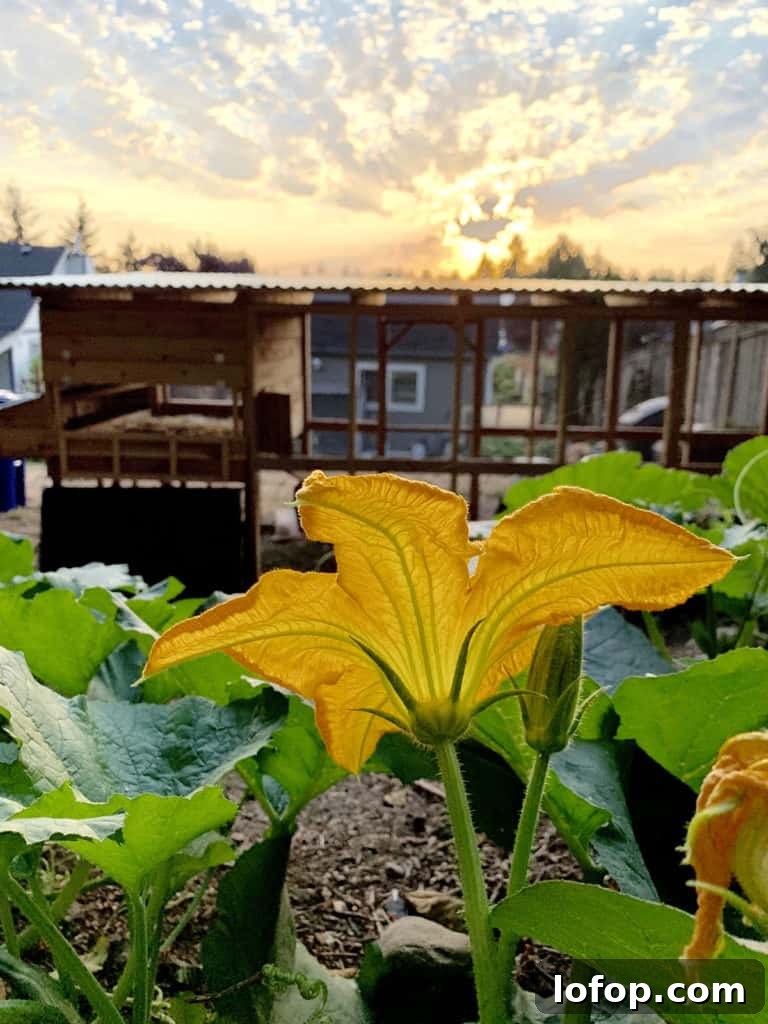 Sunrise on my backyard garden with pumpkin plants.