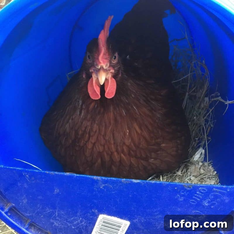 Answers to all of the questions I've been asked about raising chickens.