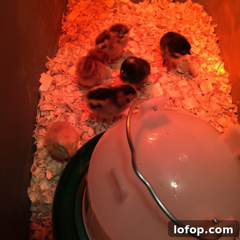 Answers to all of the questions I've been asked about raising chickens.
