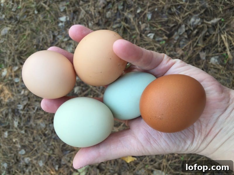 Answers to all of the questions I've been asked about raising chickens.
